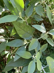 Buddleja pulchella