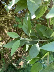 Buddleja pulchella