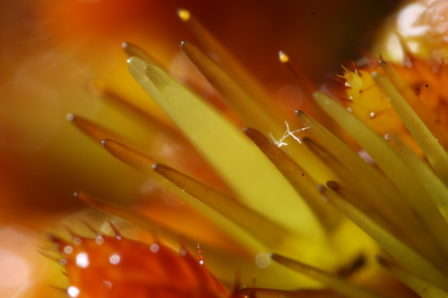 Image of Campylopus bicolor by (c) Em Lamond, some rights reserved (CC BY)
