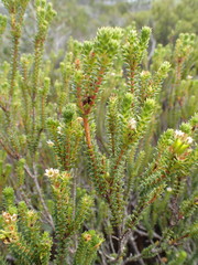 Diosma echinulata