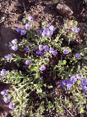 Rotheca hirsuta
