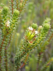 Diosma echinulata