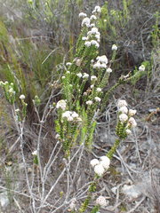 Trichocephalus stipularis