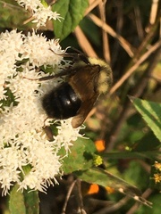 Bombus affinis