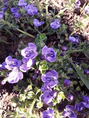 Rotheca hirsuta