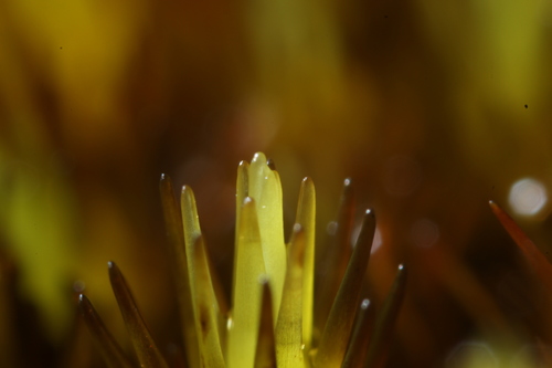 Image of Campylopus bicolor by (c) Em Lamond, some rights reserved (CC BY)