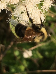 Bombus affinis