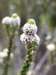Trichocephalus stipularis