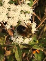 Bombus affinis