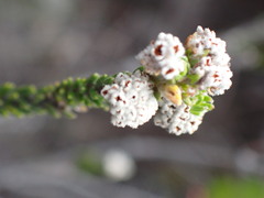 Trichocephalus stipularis