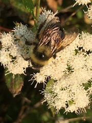 Bombus affinis