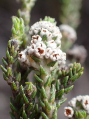 Trichocephalus stipularis
