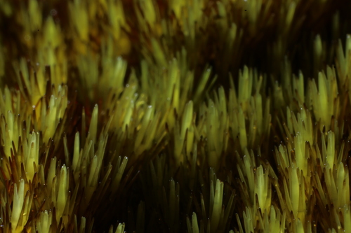 Campylopus bicolor
