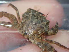 Liocarcinus navigator
