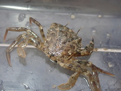 Liocarcinus navigator