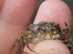 Liocarcinus navigator