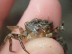 Liocarcinus navigator