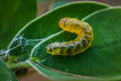 Insecta