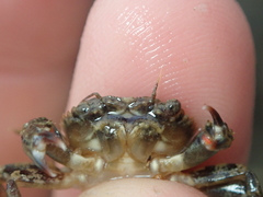 Liocarcinus navigator