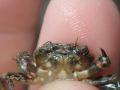 Liocarcinus navigator
