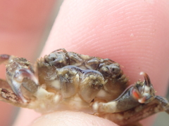 Liocarcinus navigator