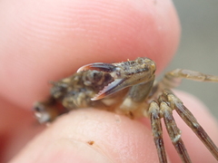 Liocarcinus navigator