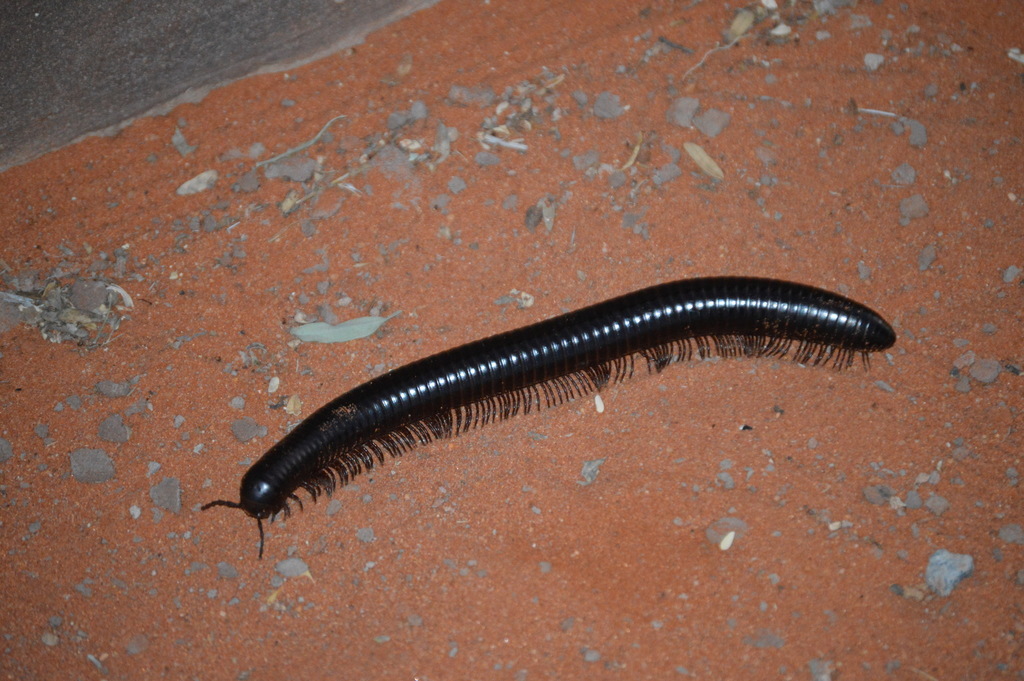 Giant Millipedes