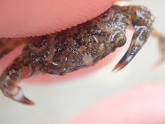 Liocarcinus navigator