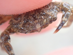 Liocarcinus navigator