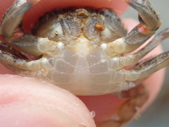 Liocarcinus navigator