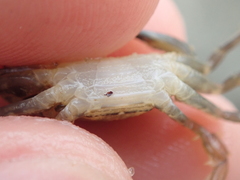 Liocarcinus navigator