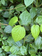 Piper capense capense