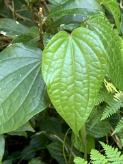 Piper capense capense