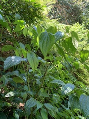 Piper capense capense