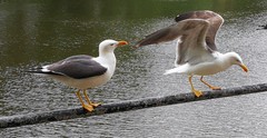 Larus fuscus