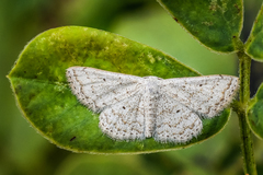 Scopula adeptaria