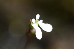 Stylidium perpusillum