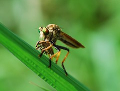 Cophinopoda