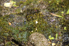 Stylidium perpusillum