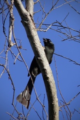 Crypsirina temia