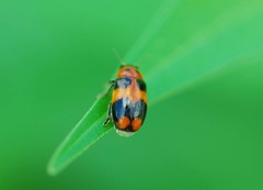 Physosmaragdina nigrifrons