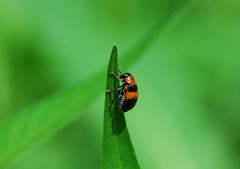 Physosmaragdina nigrifrons