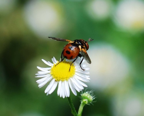 Ladybird Fly