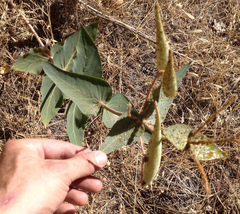 Asclepias cordifolia