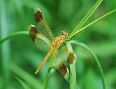 Sympetrum pedemontanum