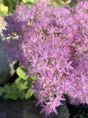 Hylotelephium spectabile