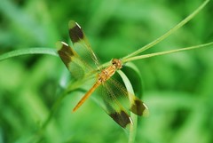 Sympetrum pedemontanum