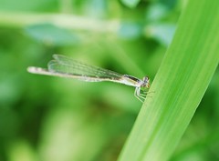 Ischnura