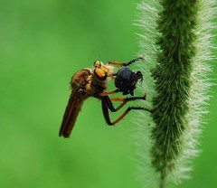 Cophinopoda
