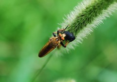 Cophinopoda